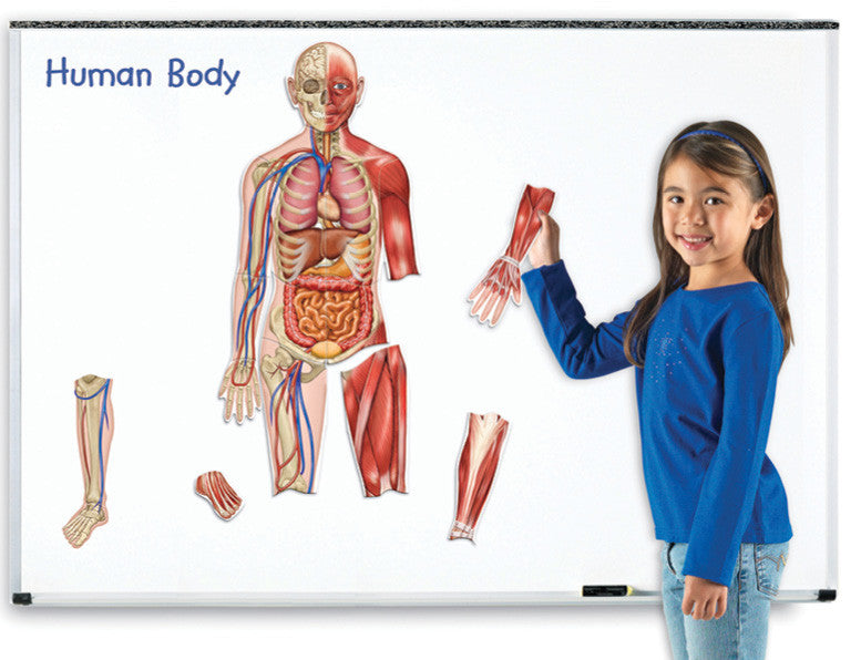 Magnetic Human Body pk17
