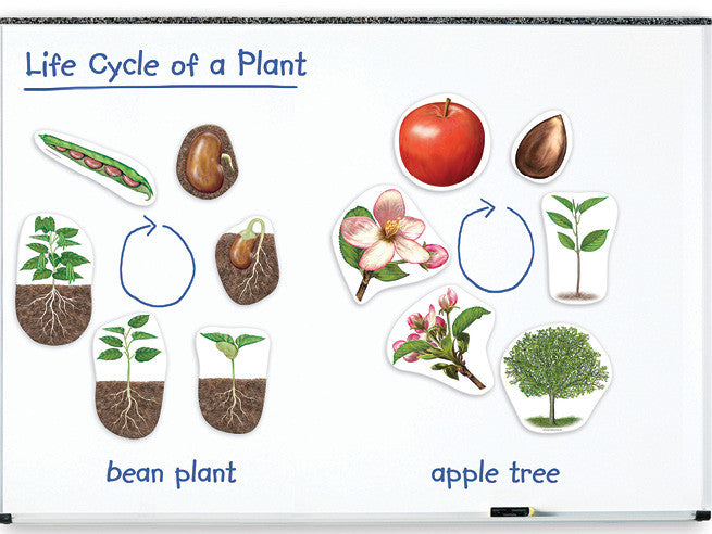 Magnetic Plants Life Cycle