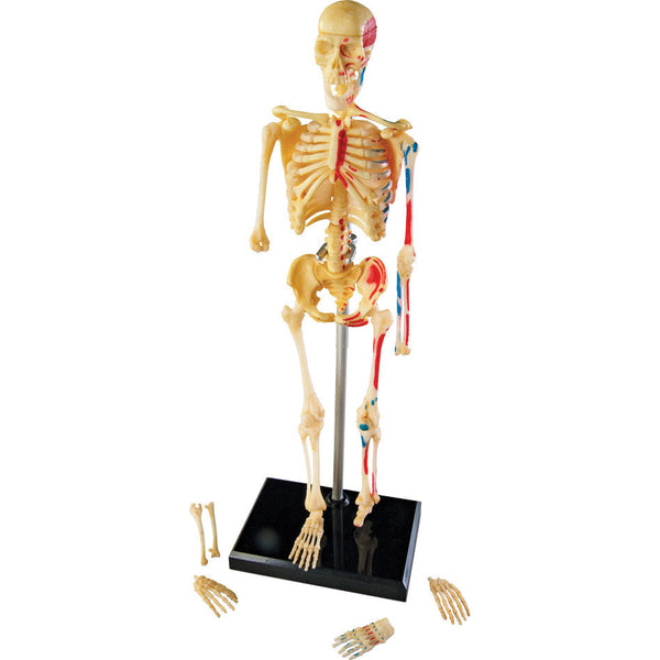 Skeleton Model