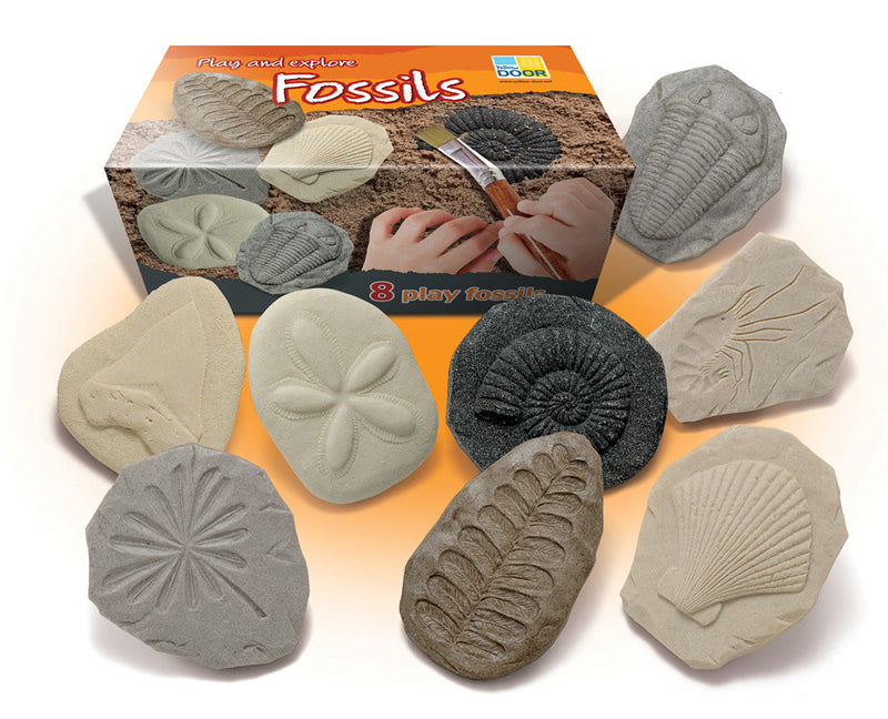Play & Explore Fossils pk 8