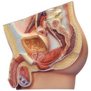 ANATOMICAL MODELS, Male Pelvis Section, Each