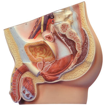 ANATOMICAL MODELS, Male Pelvis Section, Each