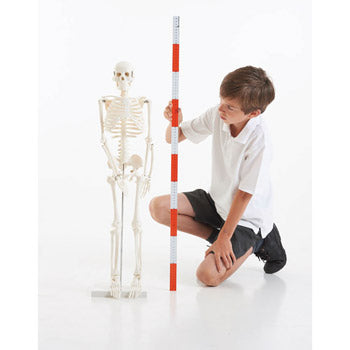 ANATOMICAL MODELS, Desktop Skeleton, 850mm high, Each