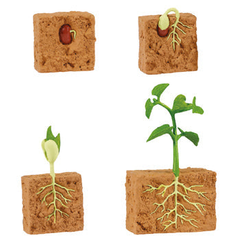 LIFE CYCLE, Green Bean Plant, Set