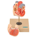 Model Heart - 2 Parts, Each