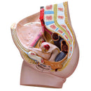 ANATOMICAL MODELS, Female Pelvis Section 2 Parts, Each