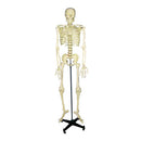 ANATOMICAL MODELS, Skeleton, 440 x 1800mm, Each