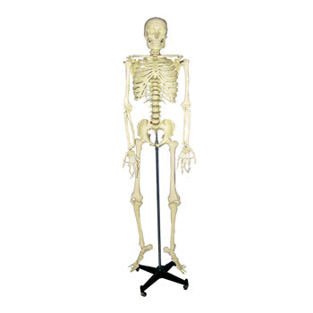 ANATOMICAL MODELS, Skeleton, 440 x 1800mm, Each