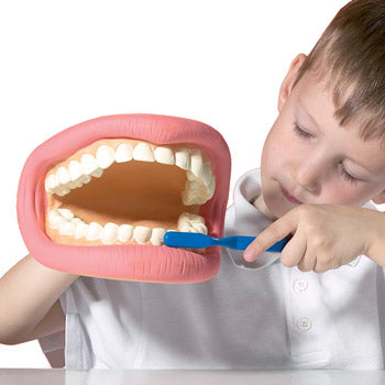 GIANT TEETH DEMONSTRATION MODEL, Each