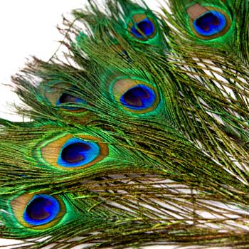 COLLAGE, FEATHERS, Peacock, Pack of 10