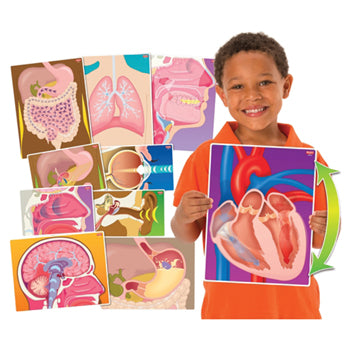 HUMAN BODY - HEALTH, MY BODY IN ACTION, Ages 4+, Set