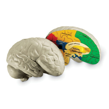 ANATOMICAL MODELS, Brain, Each