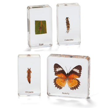 LIFE CYCLE SPECIMENS, Butterfly, Set