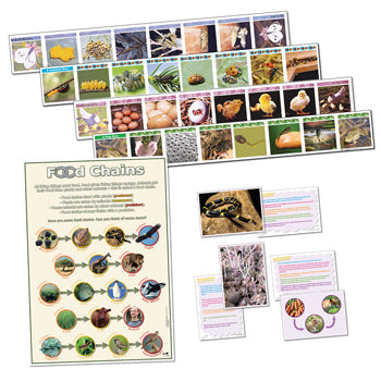 LIFE CYCLE & FOOD CHAINS SET, Set