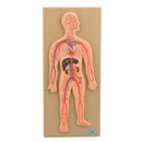 HUMAN BODY, CIRCULATORY SYSTEM MODEL, Set