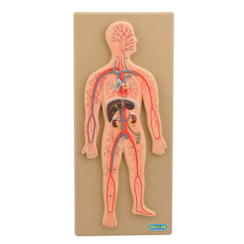 HUMAN BODY, CIRCULATORY SYSTEM MODEL, Set