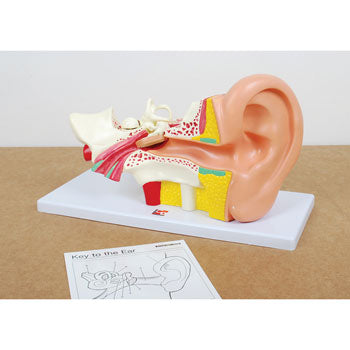 ANATOMICAL MODELS, Ear, Each