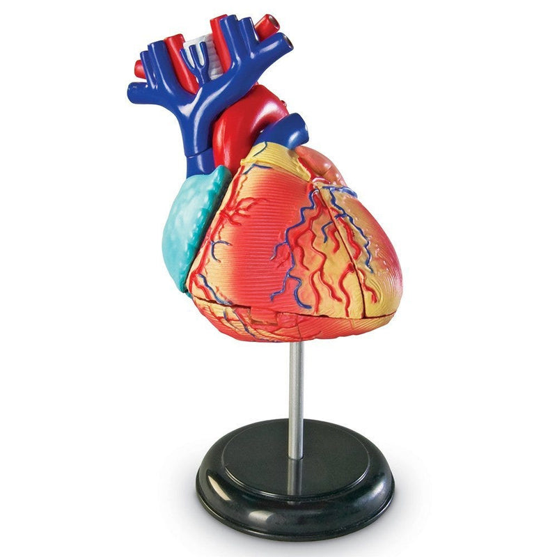 Heart Anatomy Model