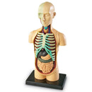 Human Body Anatomy Model