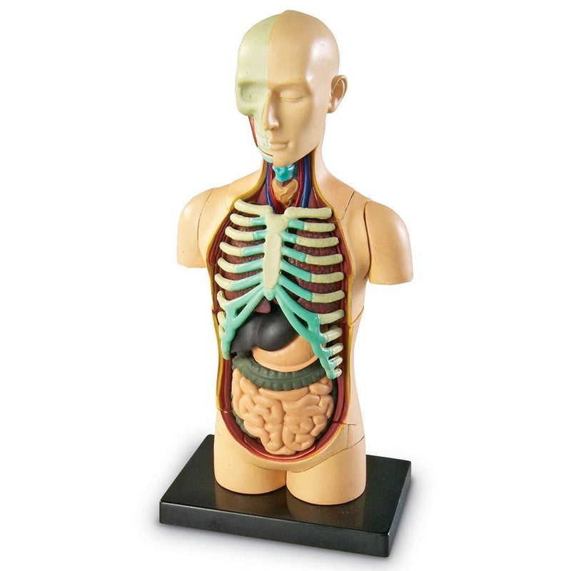 Human Body Anatomy Model