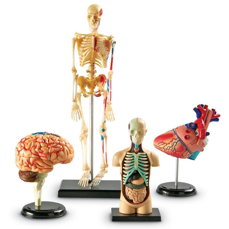 Anatomy Model Set