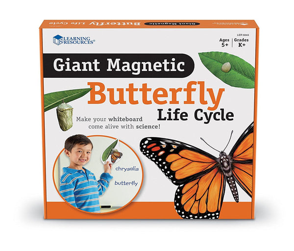 Magnetic Butterfly Life Cycle